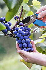 Image showing Grapes harvest