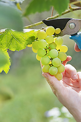 Image showing Grapes white cutting prune