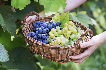 Image showing Grapes harvest