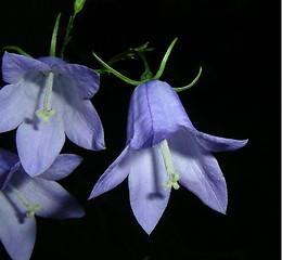 Image showing Bluebells 06.11.2005