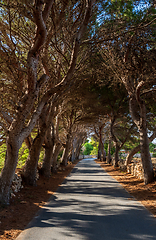 Image showing Alley of pine trees along a narrow road. Sicily