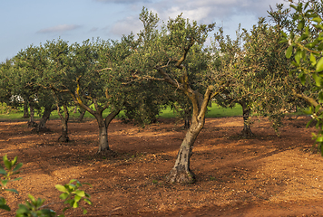 Image showing Orchard with olive trees, late spring, Sicily