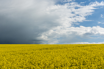 Image showing Oilseed Rape field in flower in summertime