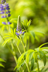 Image showing Shot of a lupin, lupine or regionally as a bluebonnet. 