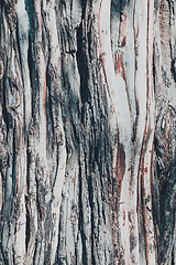 Image showing dry tree bark texture and background