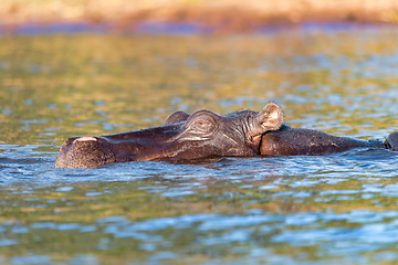 Image showing Hippo Hippopotamus Hippopotamus, Africa wildlife