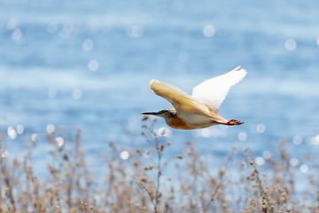 Image showing flying bird Squacco Heron, Chobe, Botswana wildlife