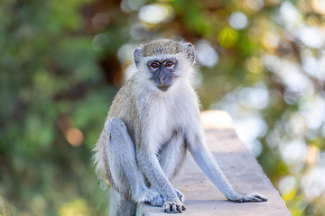 Image showing Vervet monkey, Chlorocebus pygerythrus, Botswana