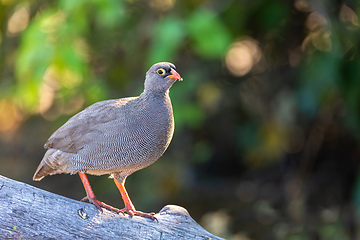 Image showing ed-billed francolin, Botswana Africa safari wildlife