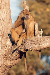 Image showing monkey Chacma Baboon, Namibia Africa safari wildlife