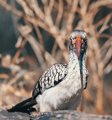 Image showing bird red-billed hornbill, Namibia, Africa wildlife