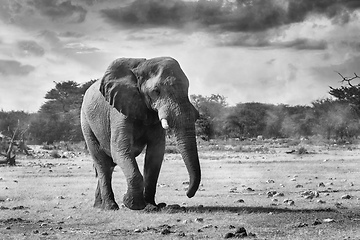 Image showing African Elephant in Namibia, Africa safari wildlife