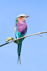 Image showing Lilac-brested roller, africa safari wildlife