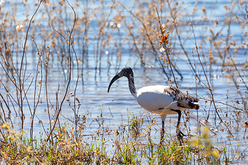 Image showing bird African Sacred Ibis, Botswana safari wildlife