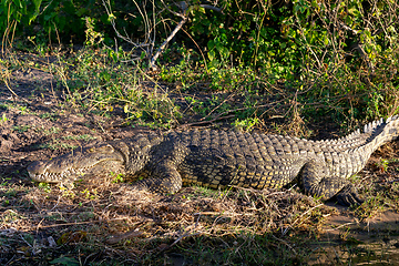 Image showing Nile Crocodile in Chobe river, Botswana