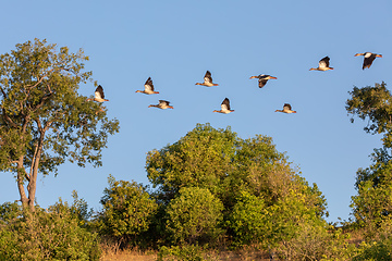 Image showing flock of birds Egyptian goose, Chobe river, Botswana Africa