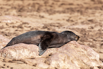 Image showing african carnivore brown seal in Cape Cross, Namibia