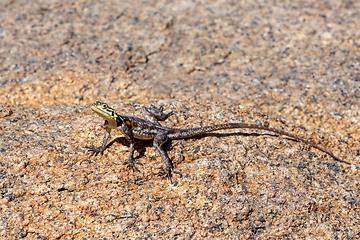 Image showing Namib rock agama Namibia Africa wildlife