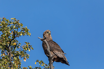 Image showing majestic tawny eagle Botswana Africa safari wildlife