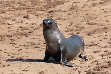 Image showing african carnivore brown seal in Cape Cross, Namibia