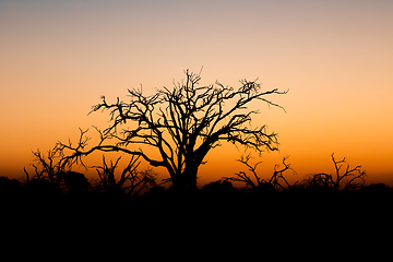 Image showing African sunset with tree in front