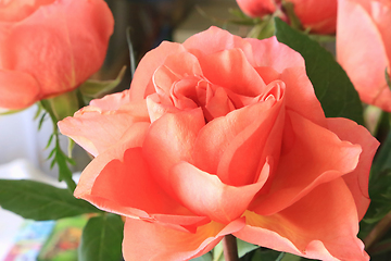 Image showing Beautiful delicate roses 