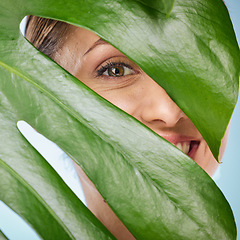 Image showing Portrait, skincare and palm leaf with a model woman posing in studio on blue background for beauty. Face, skin or nature with an attractive young female standing behind a plant for natural treatment