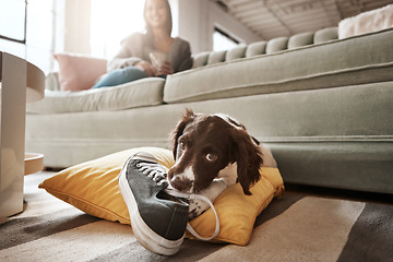 Image showing Pet, animal and dog with shoes in living room for playful, happiness and relaxing with owner at home. Training, domestic pets and woman on sofa with cute, adorable and furry puppy bite sneaker