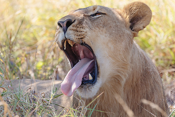 Image showing resting young lions Botswana Africa safari wildlife