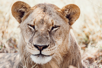 Image showing resting young lions Botswana Africa safari wildlife