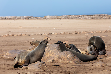 Image showing african carnivore brown seal in Cape Cross, Namibia