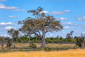 Image showing Moremi game reserve landscape, Africa wilderness