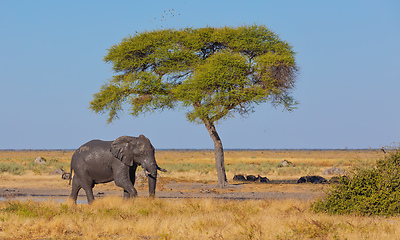 Image showing African Elephant, Botswana safari wildlife