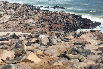 Image showing african carnivore brown seal in Cape Cross, Namibia