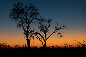 Image showing African sunset with tree in front