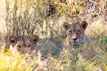 Image showing resting young lions Botswana Africa safari wildlife