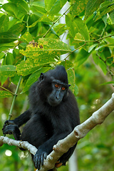 Image showing Celebes crested macaque, Sulawesi, Indonesia wildlife
