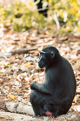 Image showing Celebes crested macaque, Sulawesi, Indonesia wildlife