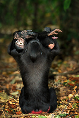 Image showing sulawesi monkey with baby Celebes crested macaque