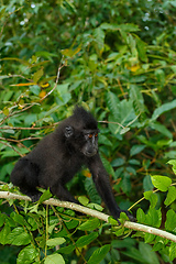 Image showing Celebes crested macaque, Sulawesi, Indonesia wildlife