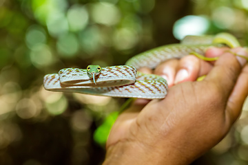 Image showing Asian Vine Snake, north Sulawesi, Indonesia wildlife