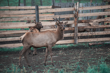 Image showing marals on farm in Altay