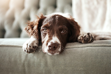 Image showing Adorable dog, tired and sofa lying bored in the living room looking exhausted or cute with fur at home. Portrait of relaxed animal, pet or puppy with paws on the couch interior relaxing at the house