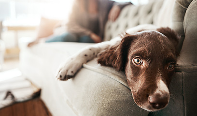 Image showing Adorable sad dog, relax and sofa lying bored in the living room looking cute or tired with fur at home. Portrait of relaxed animal, pet or puppy with paws on the couch interior relaxing at the house