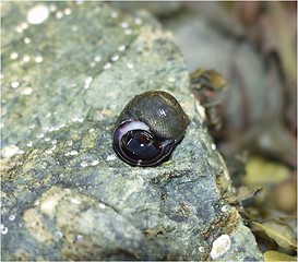 Image showing Snail 14.06.2001