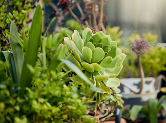 Image showing Succulents, plants and garden with flowers for summer, zen and peace with outdoor gardening. Spring, trees and zoom of peaceful floral ecology in nature, nursery or environmental botanical park