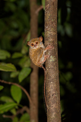 Image showing Tarsius spectrum,Tangkoko National Park, Sulawesi