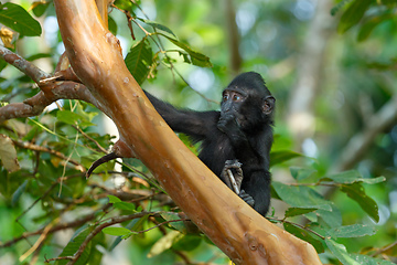 Image showing Celebes crested macaque, Sulawesi, Indonesia wildlife