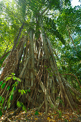 Image showing tree tops in the rain forrest north sulawesi, indonesia