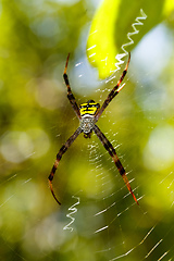 Image showing spider Argiope aemula, Indonesia wildlife